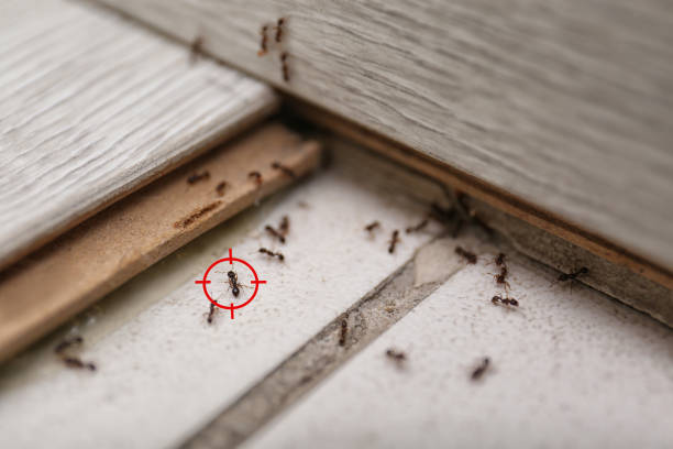 Best Pest Control Near Me in Lake Dunlap, TX