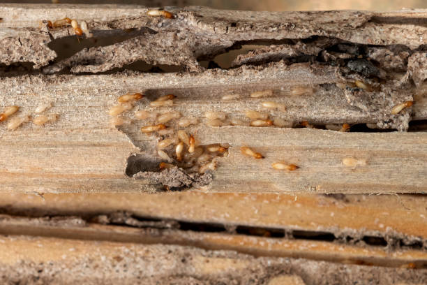 Best Pest Prevention Services  in Lake Dunlap, TX